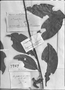 Field Museum photo negatives collection; Genève specimen of Annona axilliflora DC., FRENCH GUIANA, Type [status unknown], G-DC