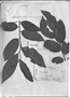 Field Museum photo negatives collection; Genève specimen of Annona sericea Dunal, FRENCH GUIANA, Type [status unknown], G-DC