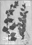Field Museum photo negatives collection; Genève specimen of Malvastrum scoparia L'Hér., Type [status unknown], G-DC