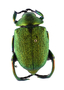 Chrysophora chrysochlora