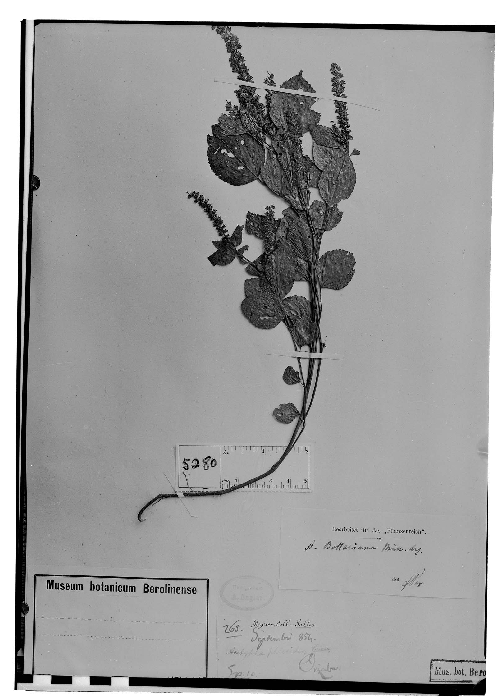 Acalypha botteriana image
