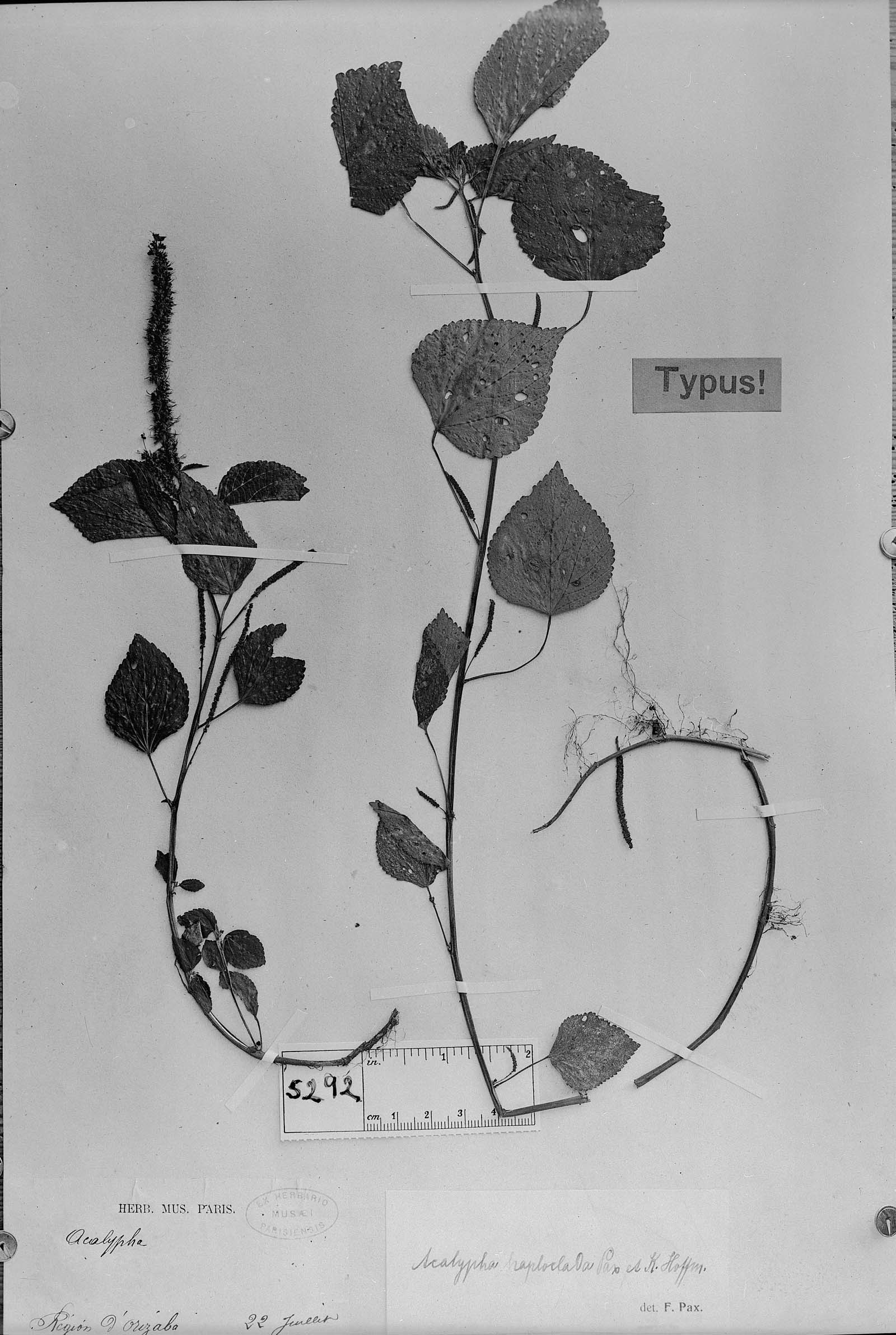 Acalypha haploclada image
