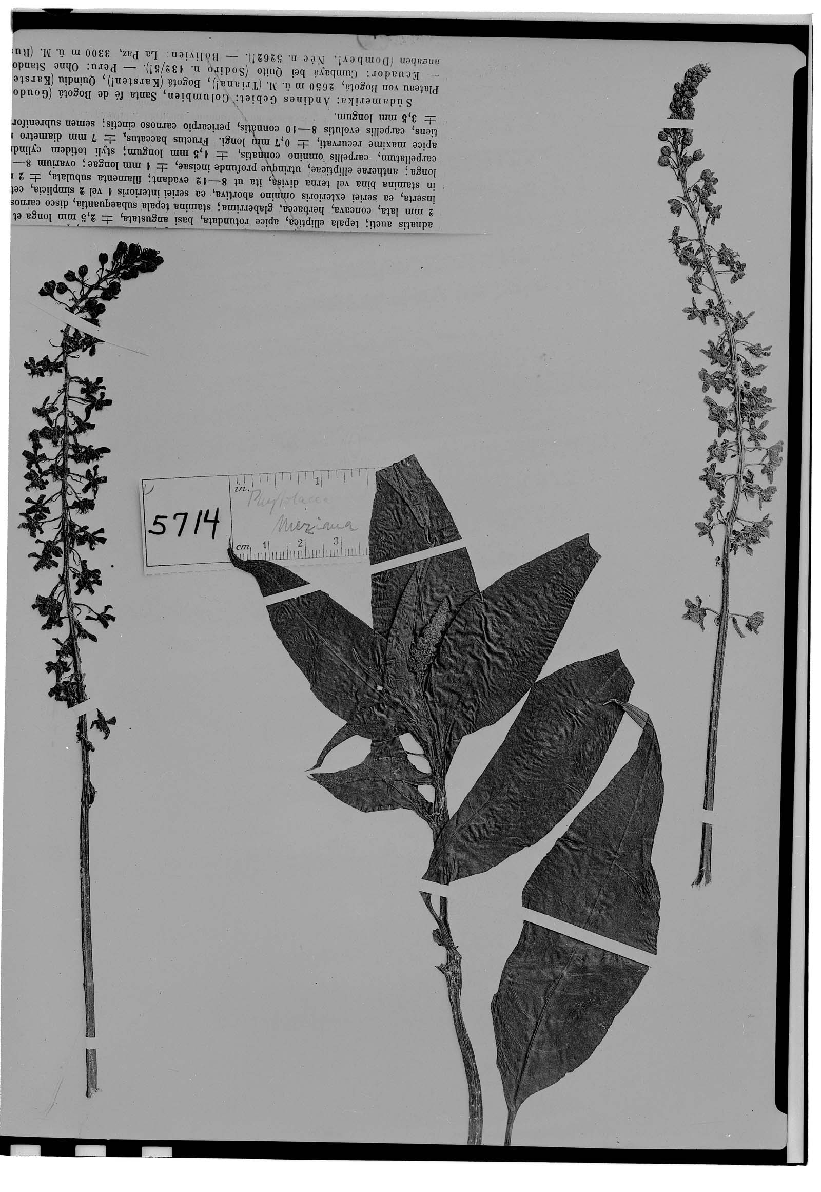 Phytolacca meziana image