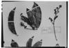 Field Museum photo negatives collection