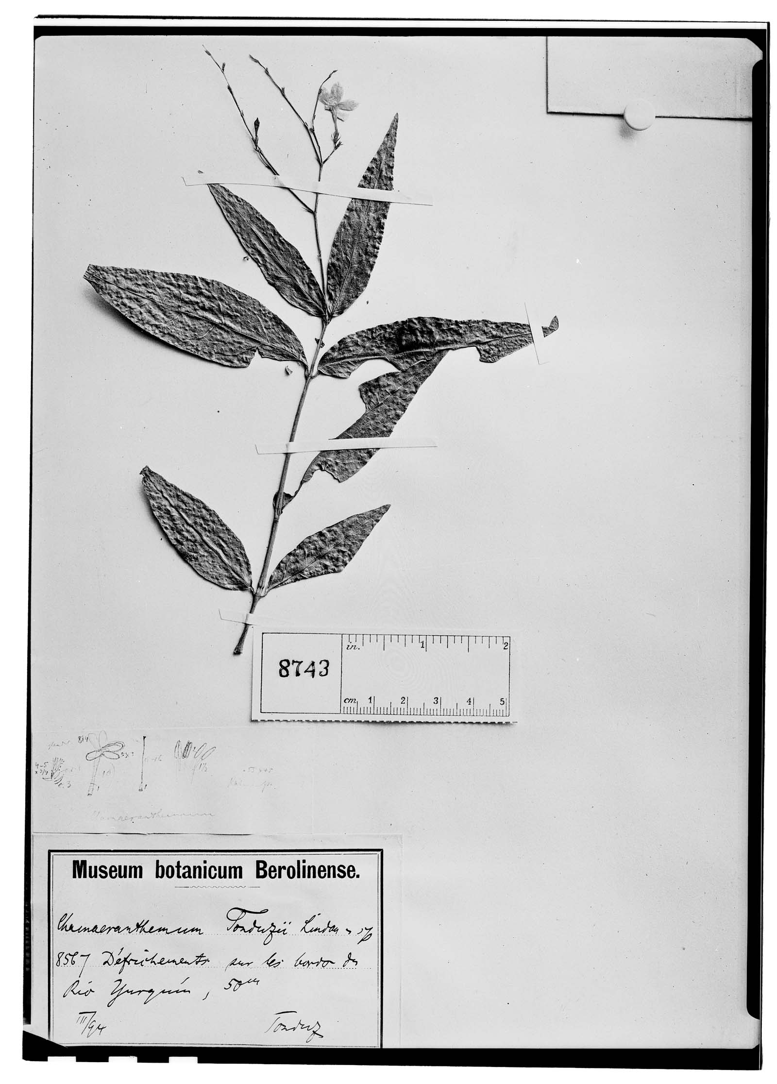 Chamaeranthemum tonduzii image