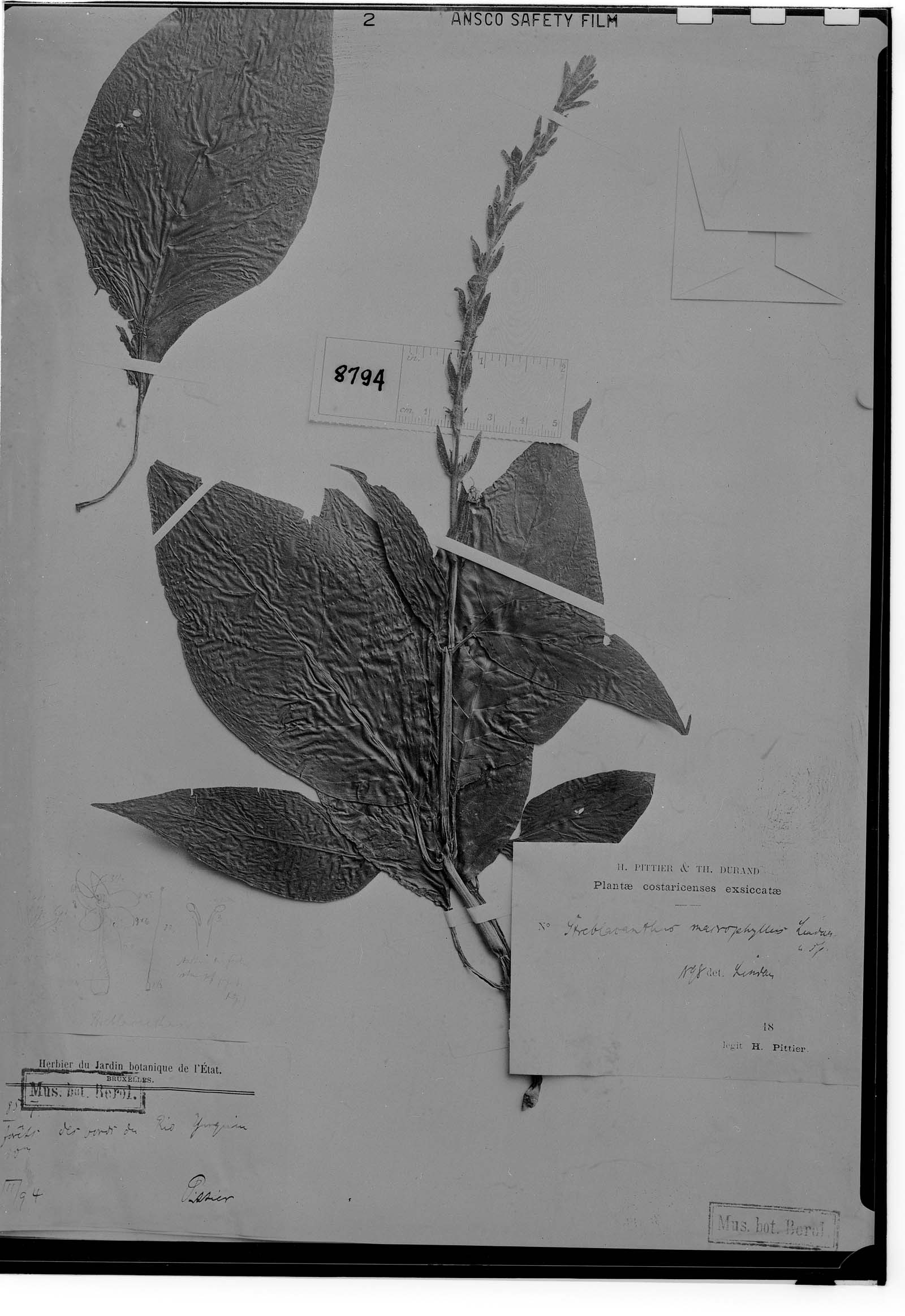 Streblacanthus monospermus image