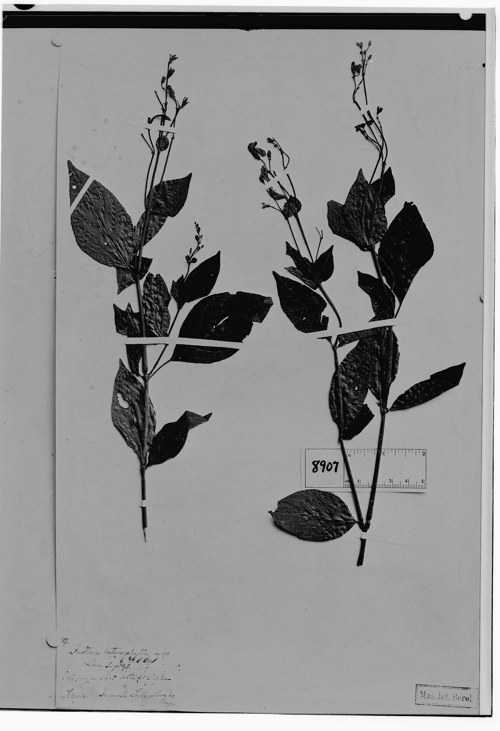 Jacobinia heterophylla image