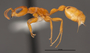 FMNHINS78510 p Pseudomyrmex seminole