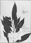 Field Museum photo negatives collection; Genève specimen of Lacistema blanchetii DC., BRAZIL, J. S. Blanchet 3522, Type [status unknown], G-DC