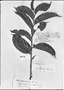 Field Museum photo negatives collection; Genève specimen of Lacistema coreaceum A. DC., BRAZIL, R. Spruce 3082, Type [status unknown], G-DC