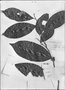 Field Museum photo negatives collection; Genève specimen of Lacistema intermedium Schnizl., BRAZIL, J. S. Blanchet 2191, Type [status unknown], G-DC
