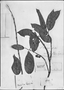 Field Museum photo negatives collection; Genève specimen of Lacistema poeppigii A. DC., BRAZIL, E. F. Poeppig 2735, Type [status unknown], G-DC