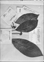 Field Museum photo negatives collection; Genève specimen of Aralia umbellata Pohl, BRAZIL, J. B. E. Pohl, Type [status unknown], G-DC