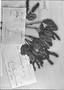 Field Museum photo negatives collection; Genève specimen of Weinmannia trichocarpa Pamp., PERU, Mathews 3034, Type [status unknown], G-DC