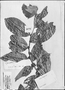 Field Museum photo negatives collection; Genève specimen of Lacistema grandifolium Schnizl., FRENCH GUIANA, P. A. Sagot 111, Type [status unknown], G-DC