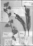 Field Museum photo negatives collection; Genève specimen of Hypericum struthiolaefolium A. Juss., Type [status unknown], G-DC
