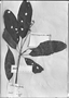 Field Museum photo negatives collection; Genève specimen of Didymopanax longepetiolata Pohl, BRAZIL, J. B. E. Pohl, Type [status unknown], G-DC