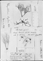 Field Museum photo negatives collection; Genève specimen of Neolacis mitelloides Wedd., BRAZIL, R. Spruce 2503, Type [status unknown], G-DC