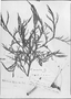 Field Museum photo negatives collection; Genève specimen of Weddellina squamulosa Tul., BRAZIL, R. Spruce 2752, Type [status unknown], G-DC