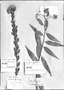 Field Museum photo negatives collection; Genève specimen of Baccharis oxyphylla DC., PERU, E. F. Poeppig 24, Type [status unknown], G-DC
