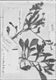 Field Museum photo negatives collection; Genève specimen of Erigeron leptorhizon DC., PERU, J. Dombey, Type [status unknown], G-DC
