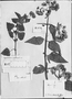 Field Museum photo negatives collection; Genève specimen of Eupatorium dombeyanum DC., PERU, J. Dombey, Type [status unknown], G-DC