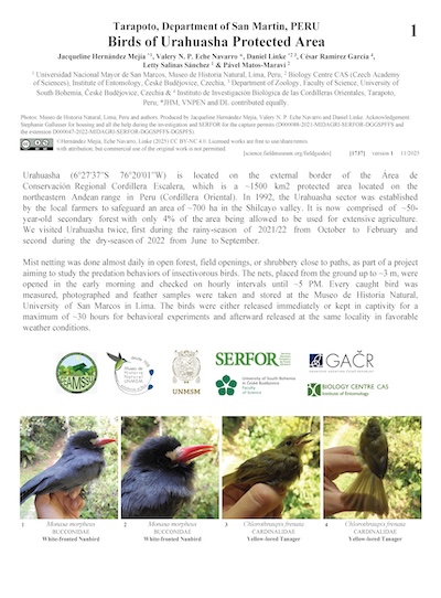 Birds of Urahuasha Protected Area