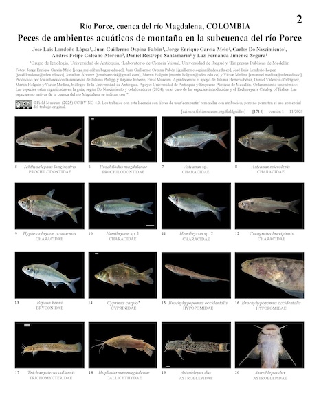 Peixes de ambientes aquáticos de montanha na sub-bacia do rio Porce.