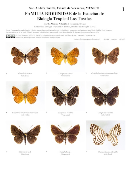Família Riodinidae da Estação de