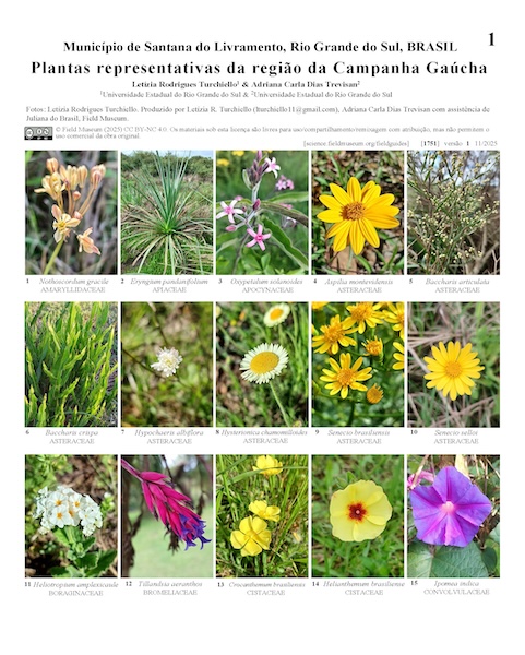 Plantas representativas da região da Campanha Gaúcha