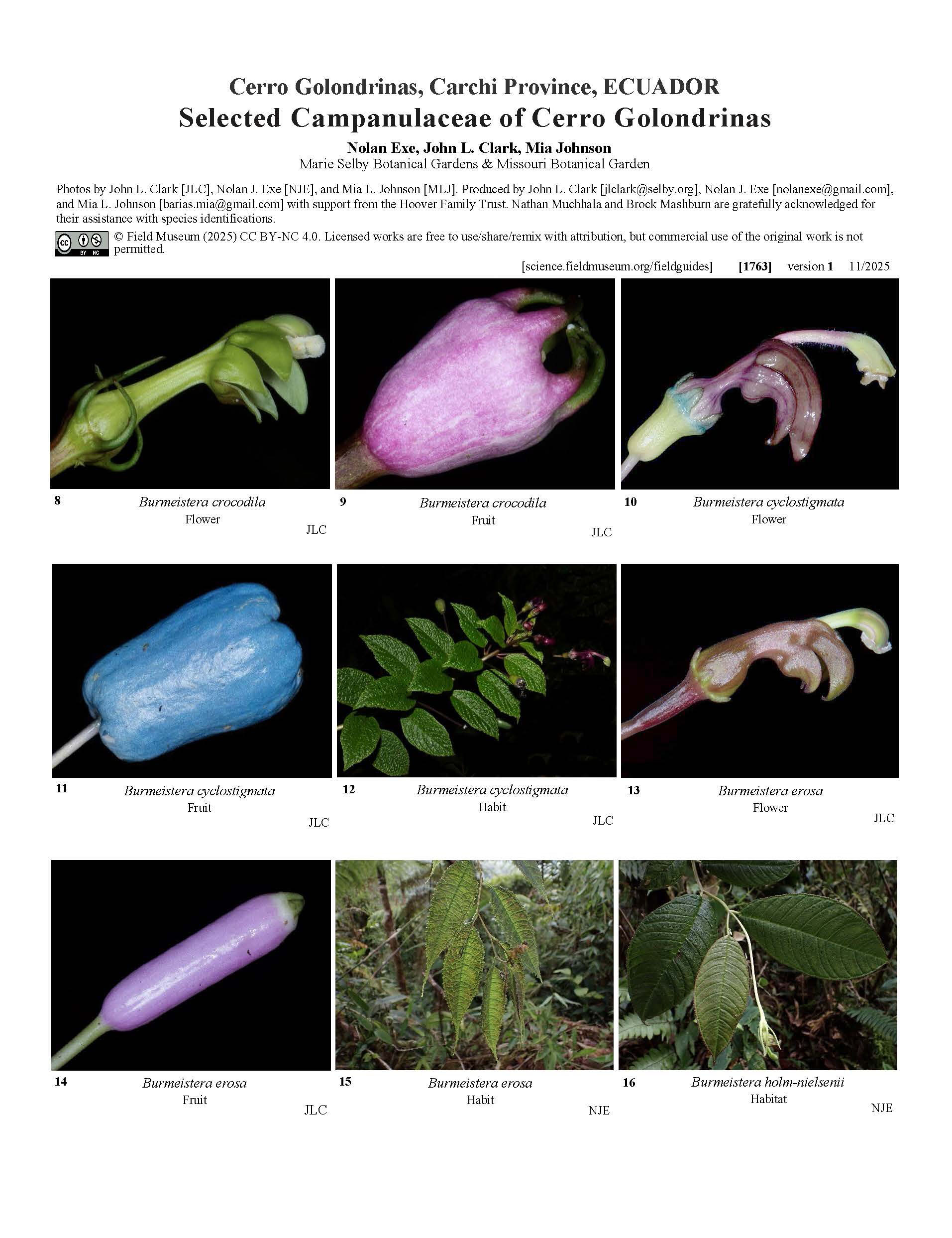 Campanuláceas selecionadas do Cerro Golondrinas