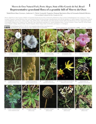 Flora representativa de pastizales de una colina granítica de Morro do Osso