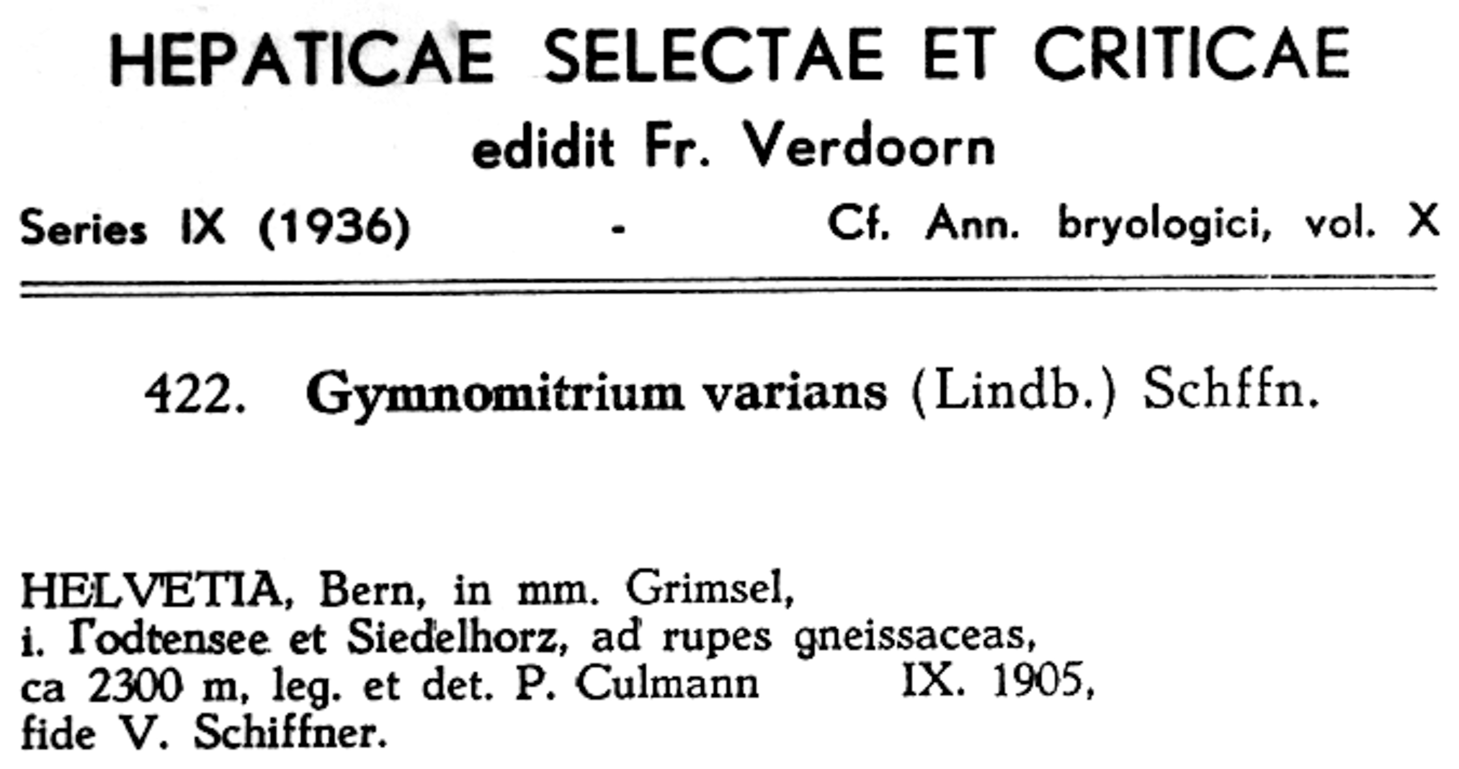 Gymnomitrion brevissimum image