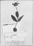 Field Museum photo negatives collection; Genève specimen of Anomostephium oblongifolium DC., BRAZIL, A.-C. Vauthier 317, Type [status unknown], G-DC