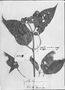 Field Museum photo negatives collection; Genève specimen of Wulffia scandens DC., PERU, E. F. Poeppig, Type [status unknown], G-DC
