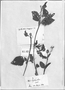 Field Museum photo negatives collection; Genève specimen of Spilanthes poeppigii DC., PERU, E. F. Poeppig, Type [status unknown], G-DC