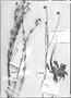 Field Museum photo negatives collection; Genève specimen of Cephalophora plantaginea DC., PERU, J. Dombey, Type [status unknown], G-DC