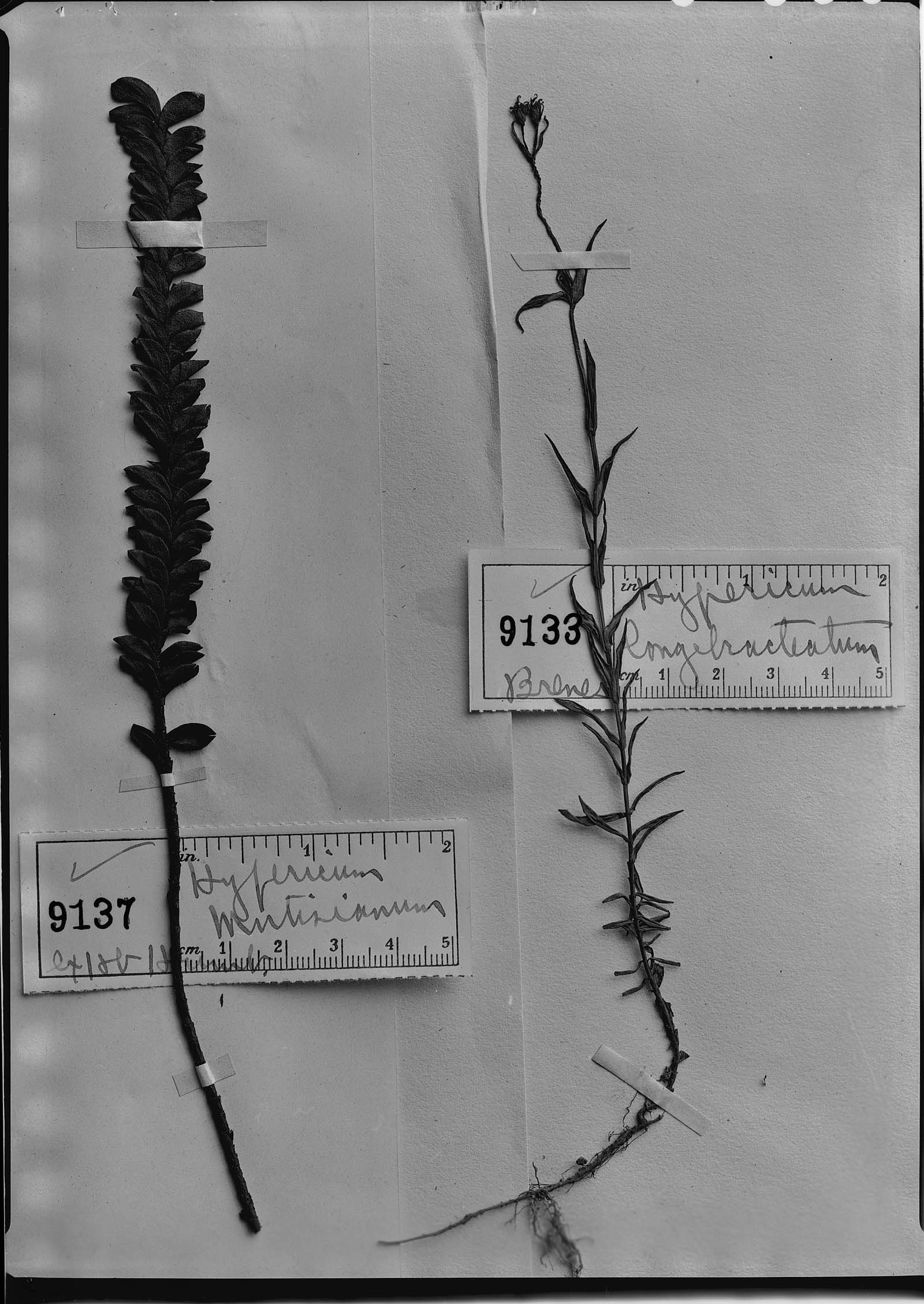 Hypericum thesiifolium image