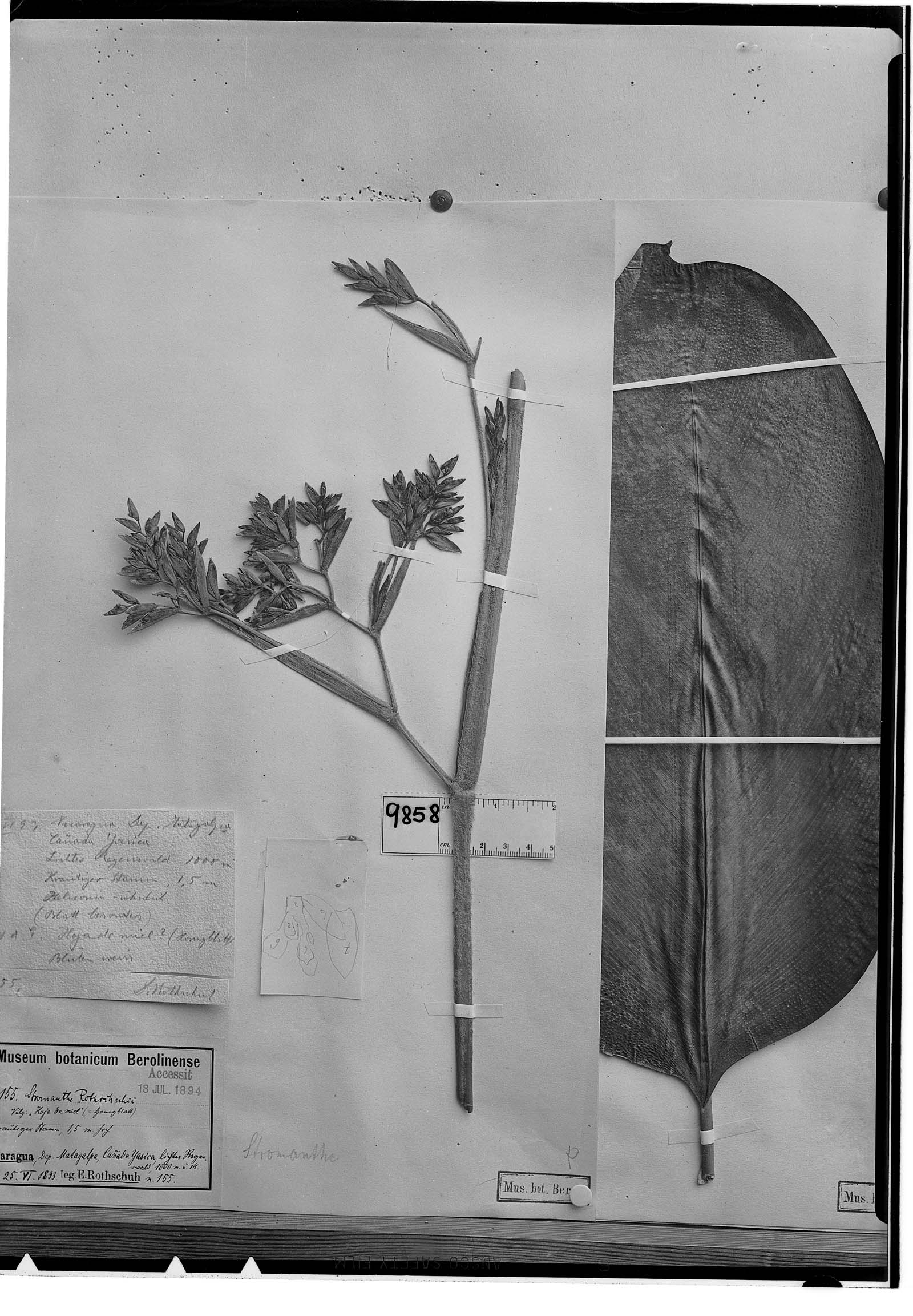 Stromanthe hjalmarssonii image