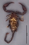 FMNHINS11060 Heteroscorpion raselimananai HT ventral