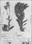 Field Museum photo negatives collection; Genève specimen of Trixis bracteata DC., PERU, L. Née, Type [status unknown], G-DC