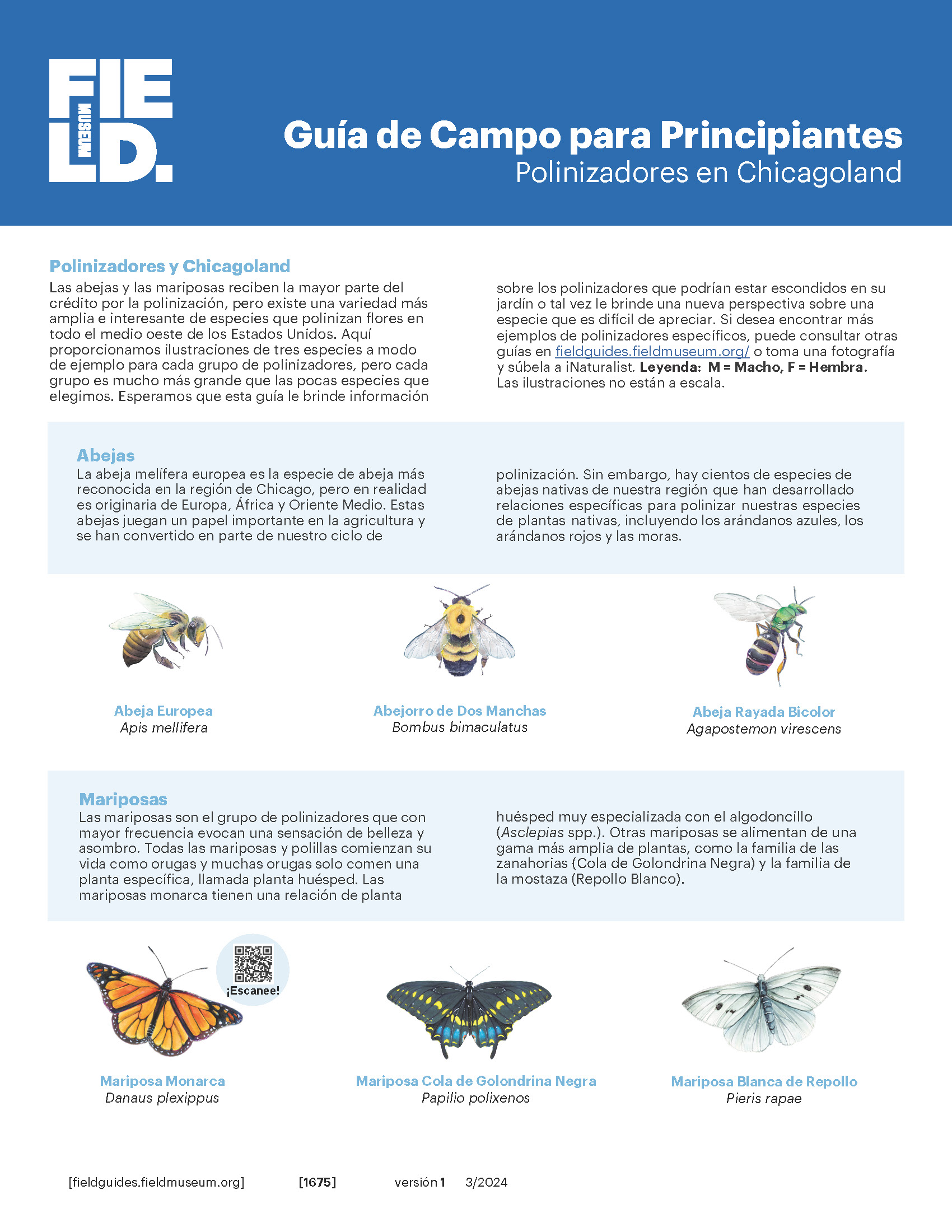 Guía de Campo para Principiantes: Polinizadores en Chicagoland