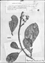 Field Museum photo negatives collection; Genève specimen of Hydrangea mathewsii Briq., PERU, Mathews, Type [status unknown], G-DC