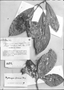 Field Museum photo negatives collection; Genève specimen of Hydrangea sprucei Briq., Peru, R. Spruce 4328, Isolectotype, G-DC