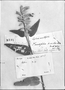 Field Museum photo negatives collection; Genève specimen of Salvia acutifolia Ruíz & Pav., PERU, J. Dombey, Type [status unknown], G-DC