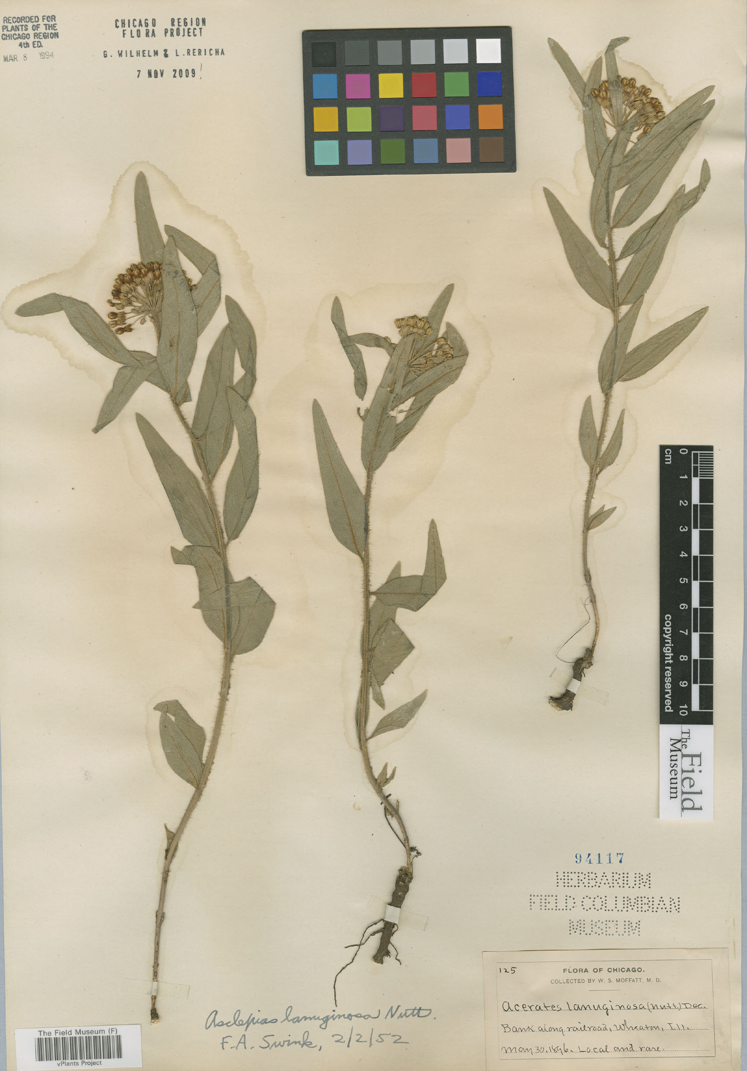 Asclepias lanuginosa image