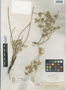 Eryngium petiolatum Hook., U.S.A., W. N. Suksdorf s.n., F
