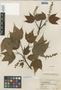 Acer pensylvanicum L., U.S.A., J. F. Collins s.n., F