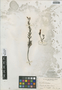 Angadenia berteroi (A. DC.) Miers, U.S.A., N. L. Britton 277, F