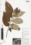 Commersonia bartramia (L.) Merr., makal gubung, Papua New Guinea, G. D. Weiblen WS2C0644, F